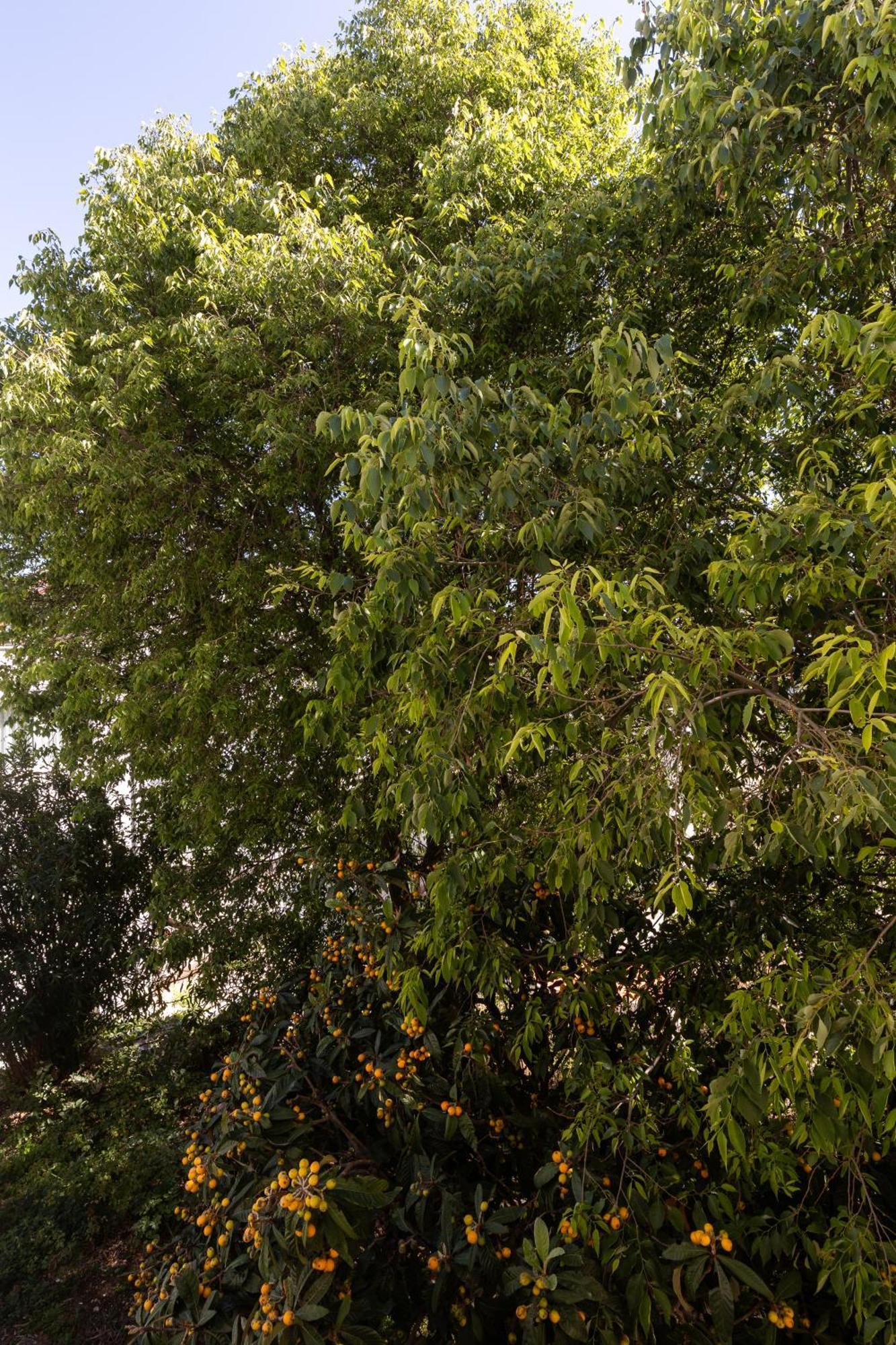 Bliss Apartment Near Bellevue Beach Dubrovnik Bagian luar foto